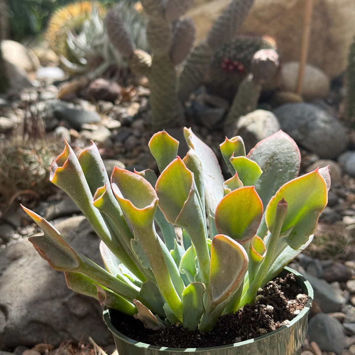 DesertScapeSucculent Succulent 4 Inch Echeveria 'Trumpet Pinky'