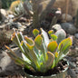 DesertScapeSucculent Succulent 4 Inch Echeveria 'Trumpet Pinky'