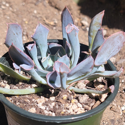 Echeveria 'Trumpet Pinky'