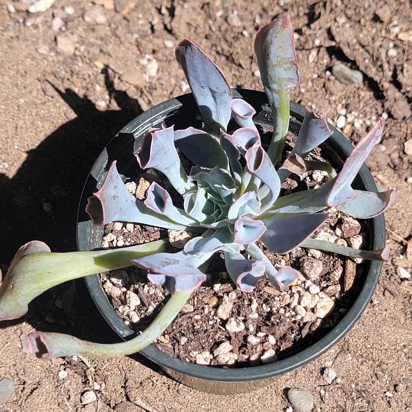 Echeveria 'Trumpet Pinky'