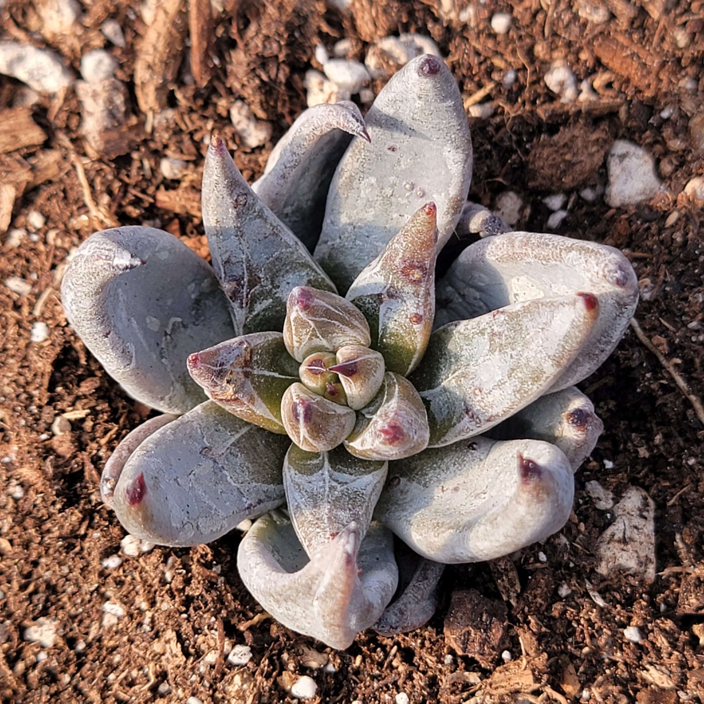 unguiculata succulent Echeveria unguiculata 'Black Plant' – DesertScapeSucculent