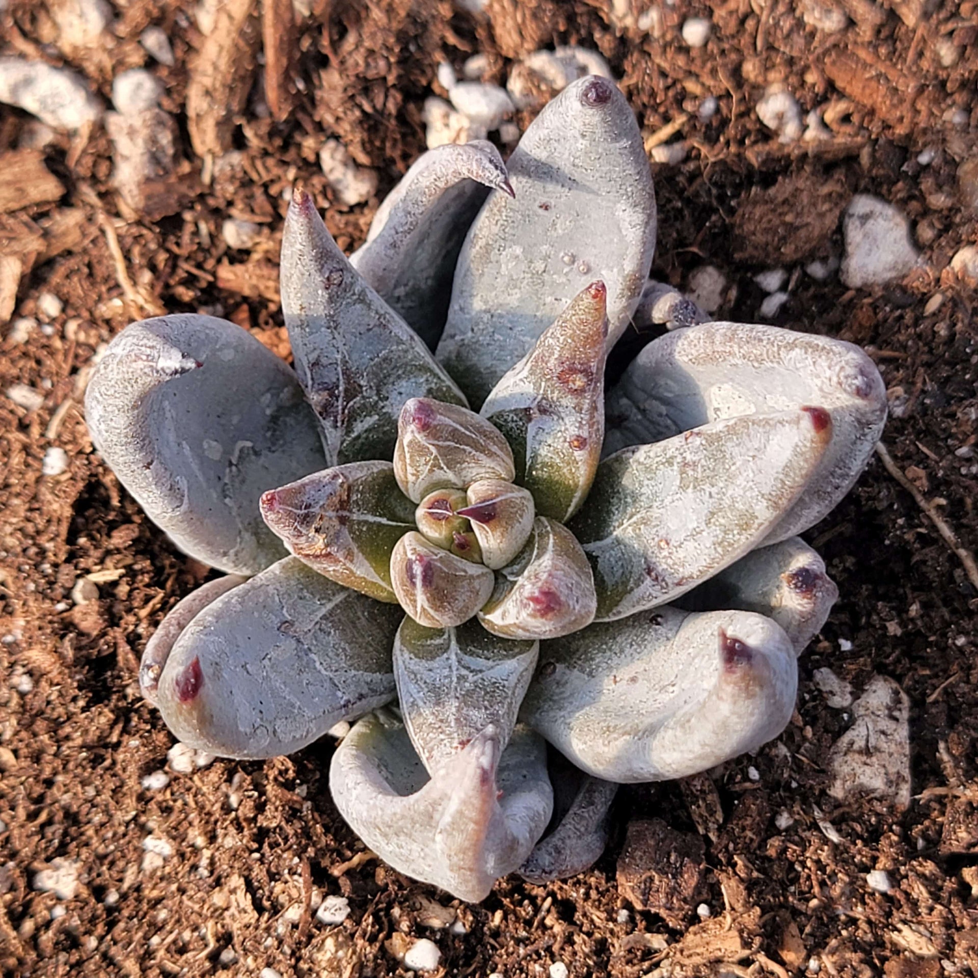 succulent leaves black Echeveria unguiculata 'Black Plant' – DesertScapeSucculent
