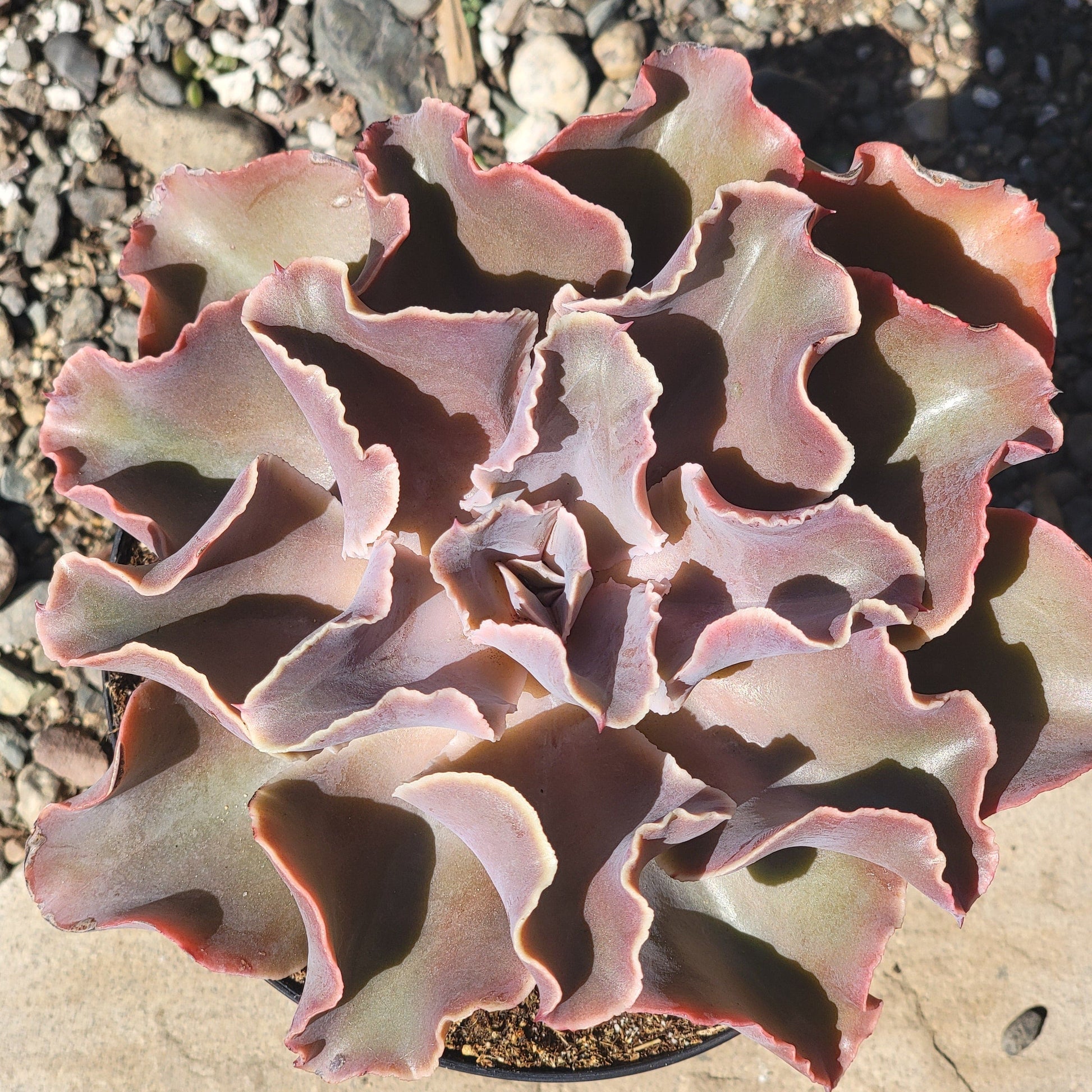 Echeveria 'Violacina' - 6 Inch Assorted - Succulent - DesertScapeSucculent
