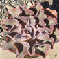 Echeveria 'Violacina' - 6 Inch Assorted - Succulent - DesertScapeSucculent