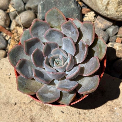 DesertScapeSucculent Succulent 4 Inch Echeveria 'Violet Queen'