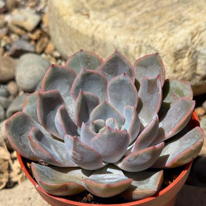 DesertScapeSucculent Succulent 4 Inch Echeveria 'Violet Queen'