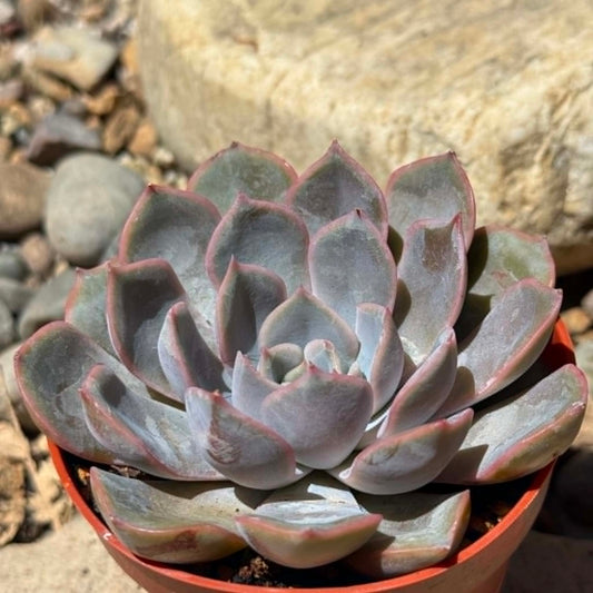 DesertScapeSucculent Succulent 4 Inch Echeveria 'Violet Queen'