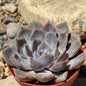 DesertScapeSucculent Succulent 4 Inch Echeveria 'Violet Queen'