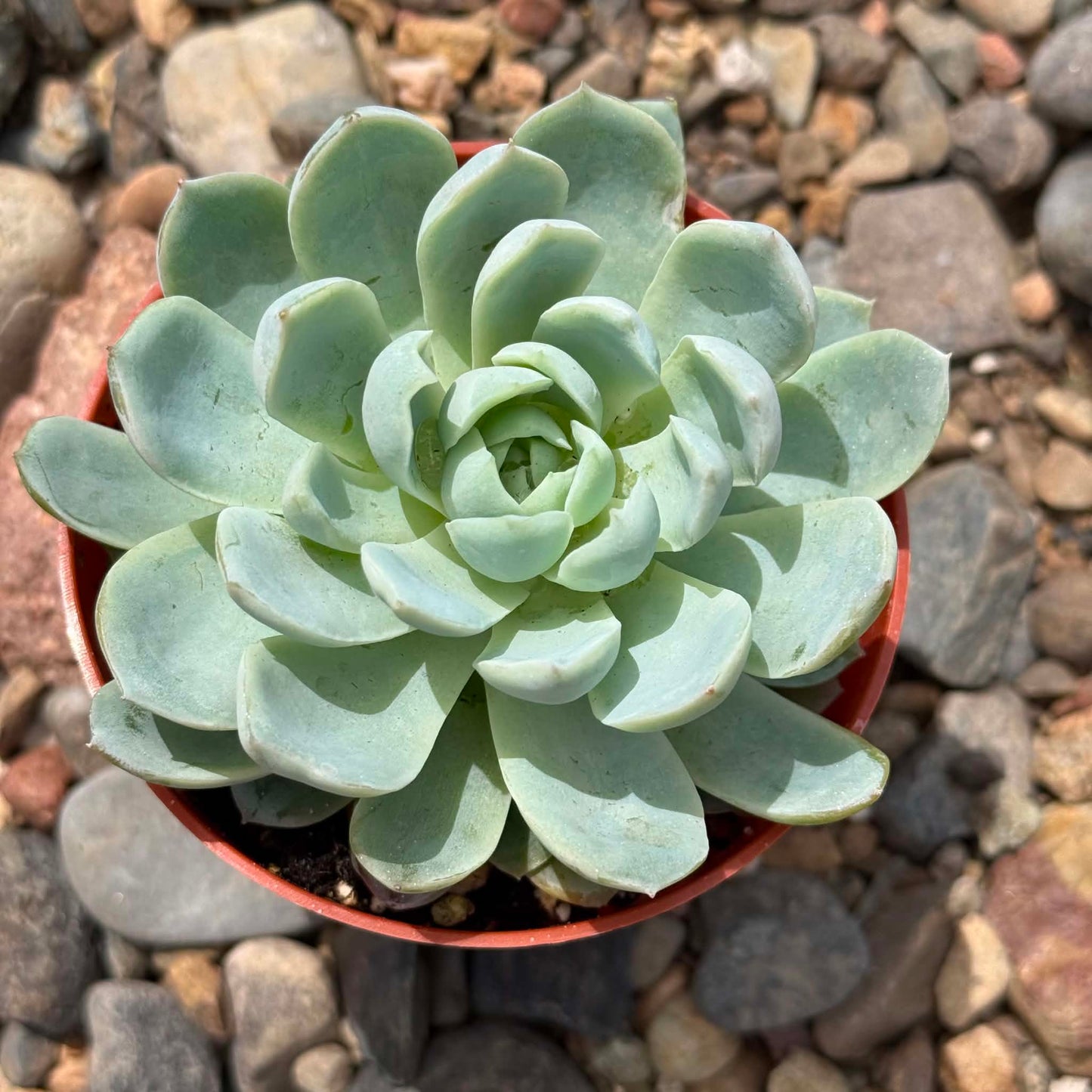DesertScapeSucculent Succulent 4 Inch Echeveria 'Violet Queen'