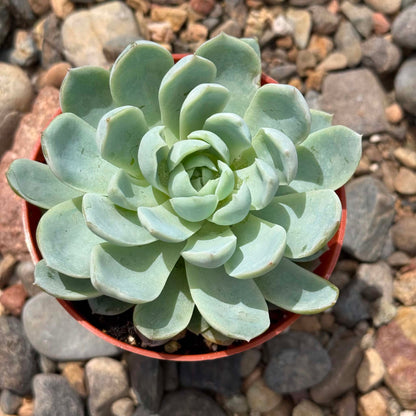 DesertScapeSucculent Succulent 4 Inch Echeveria 'Violet Queen'