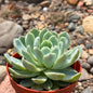 DesertScapeSucculent Succulent 4 Inch Echeveria 'Violet Queen'