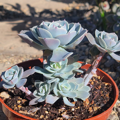 DesertScapeSucculent Succulent Echeveria 'Water Ripple'