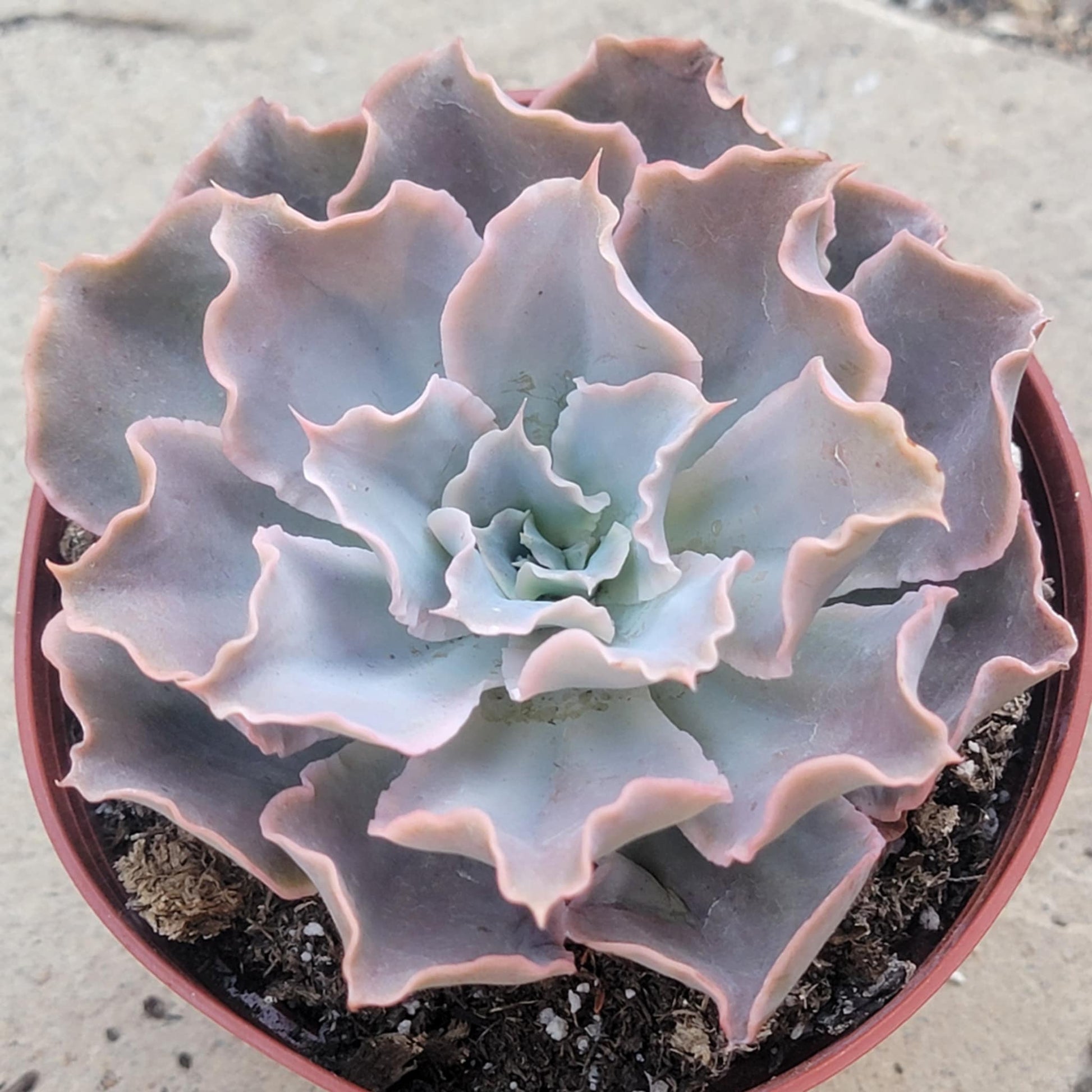 succulent with wavy edges Echeveria 'Water Ripple' – DesertScapeSucculent