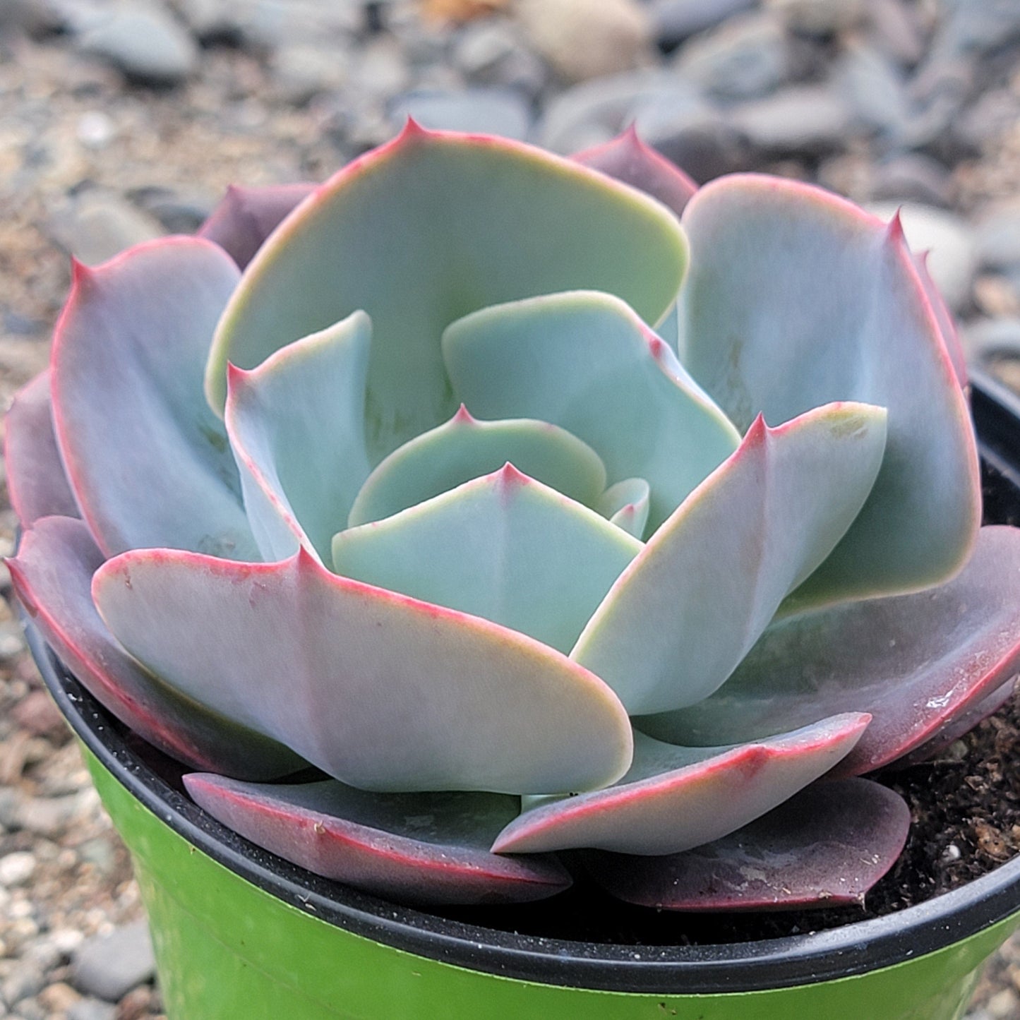 Echeveria 'Ondulación del agua'