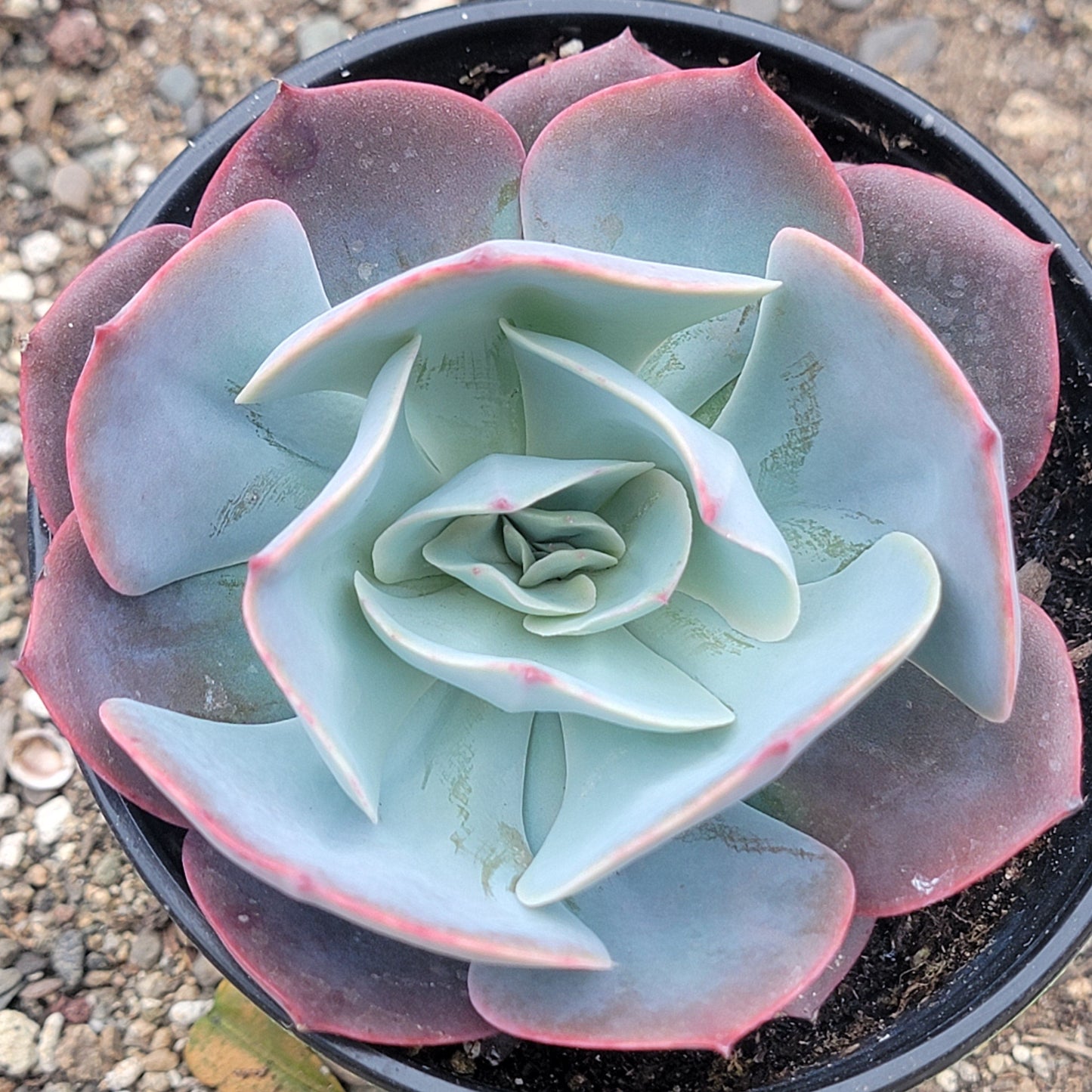 Echeveria 'Ondulación del agua'