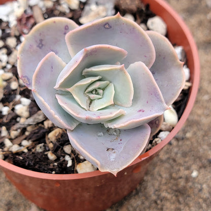 Echeveria 'Water Ripple'