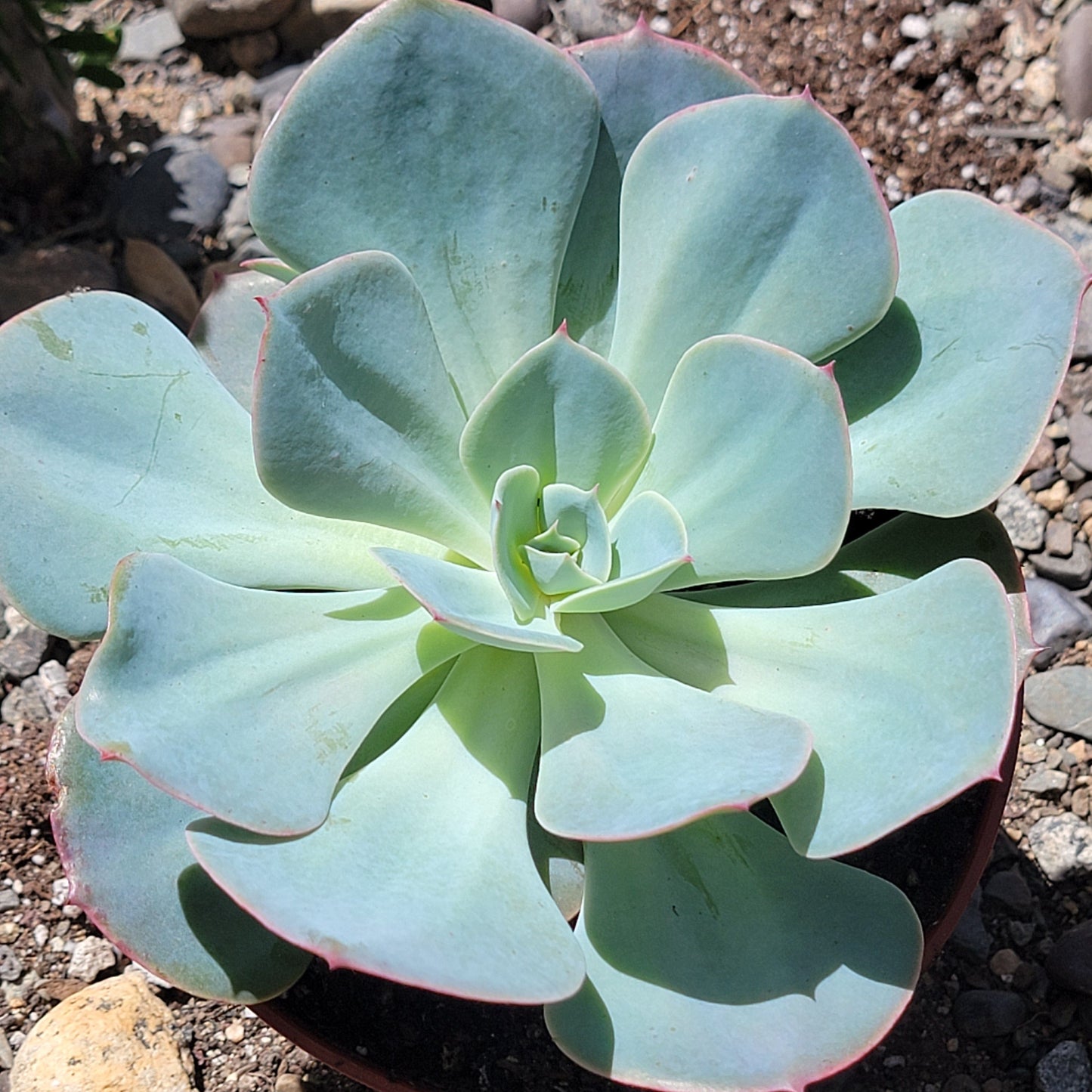 Echeveria 'Ondulación del agua'