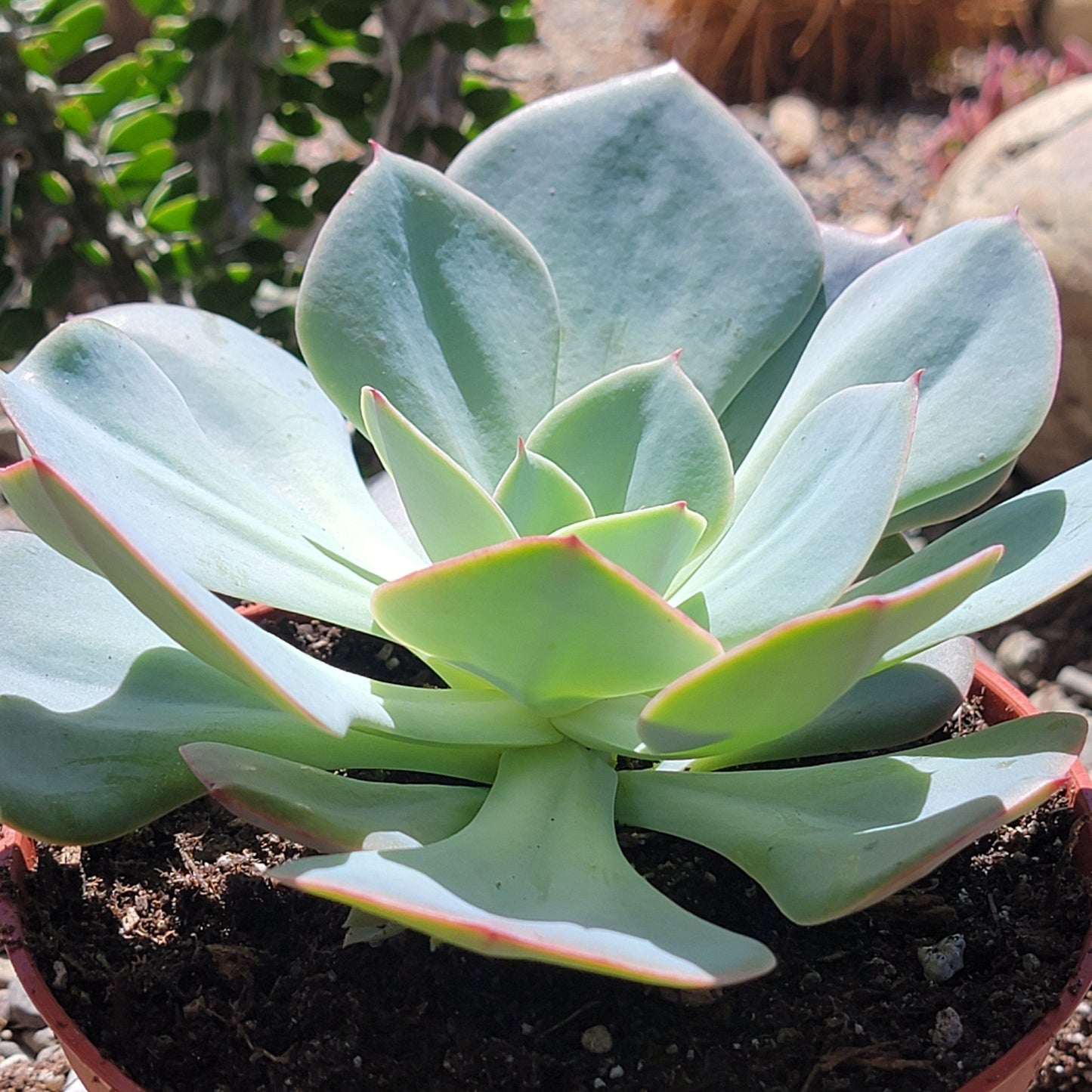 Echeveria 'Ondulación del agua'