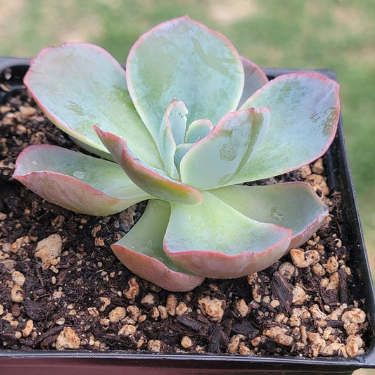 Echeveria 'White Cloud'