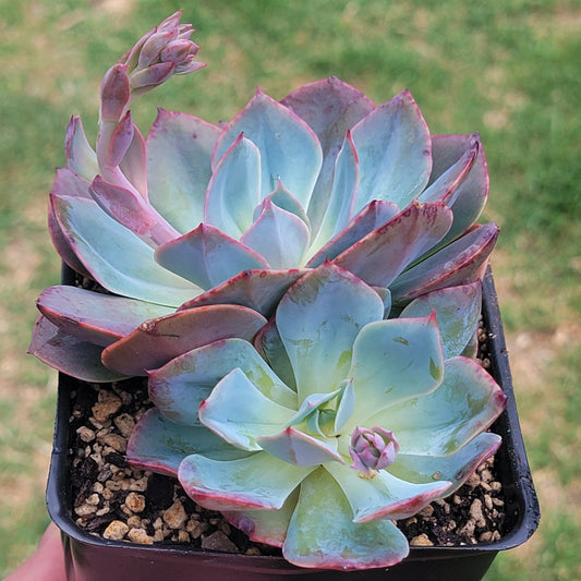 Grappe d'Echeveria 'White Cloud'