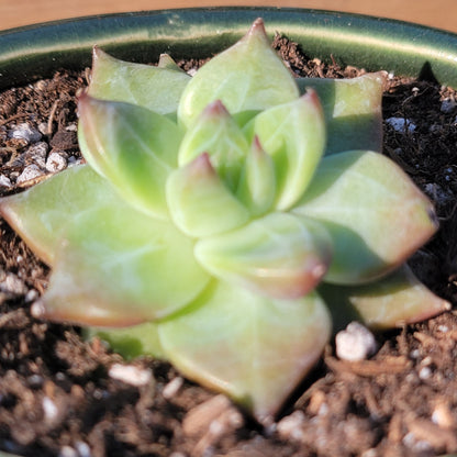 Echeveria 'White Dragon'