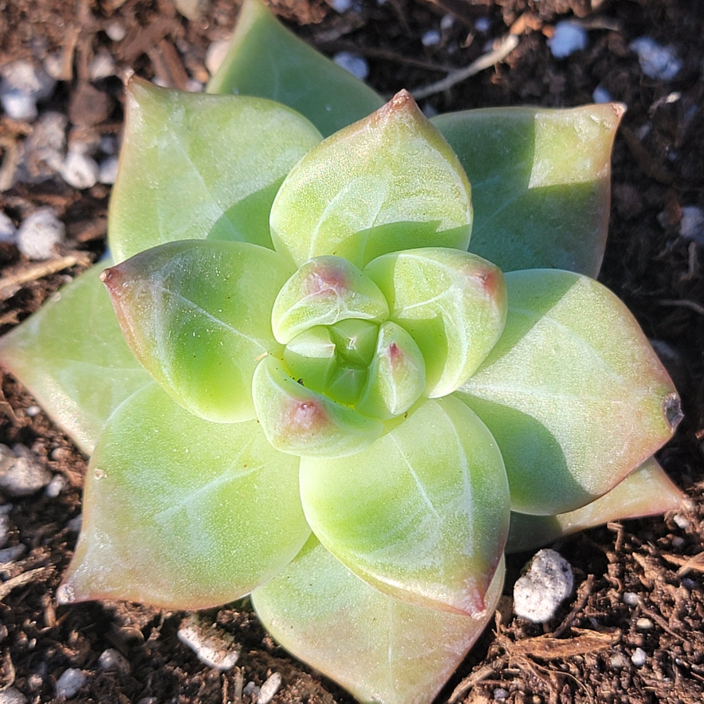 Echeveria 'White Dragon'