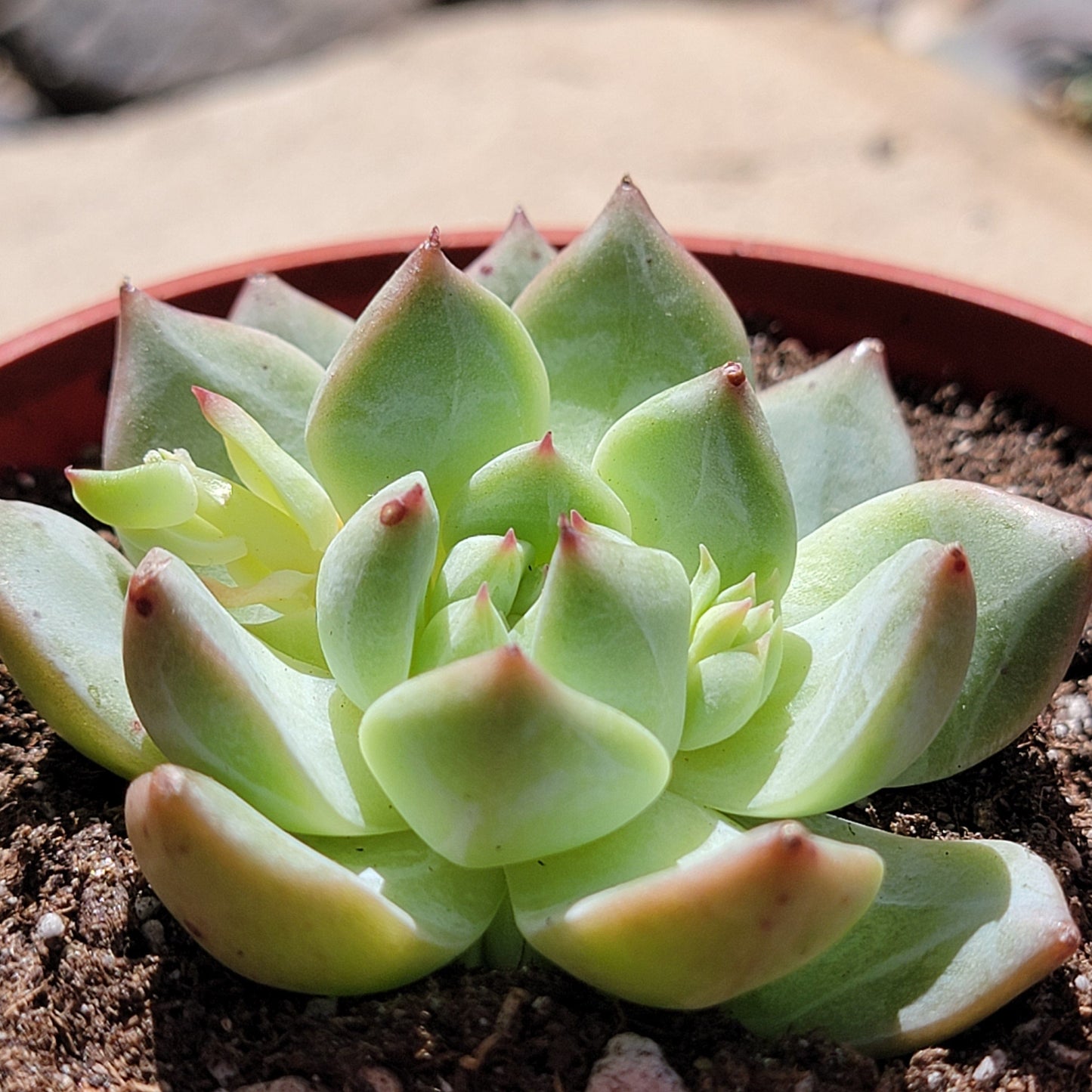 Echeveria 'White Dragon'