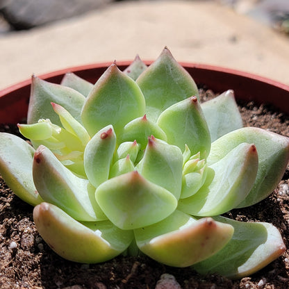 Echeveria 'White Dragon'