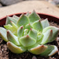 Echeveria 'White Dragon' - 4 Inch Assorted - Succulent - DesertScapeSucculent