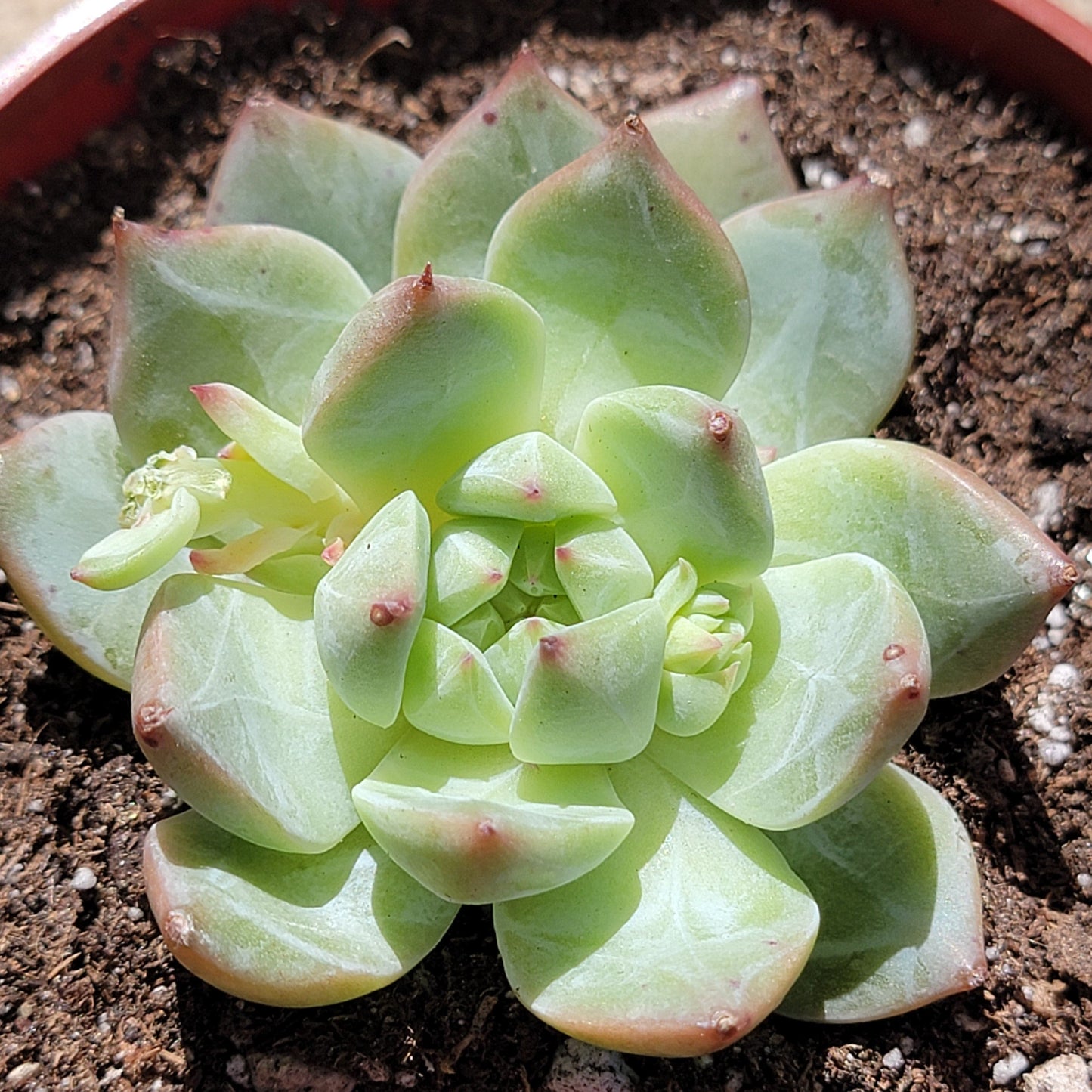 Echeveria 'White Dragon'