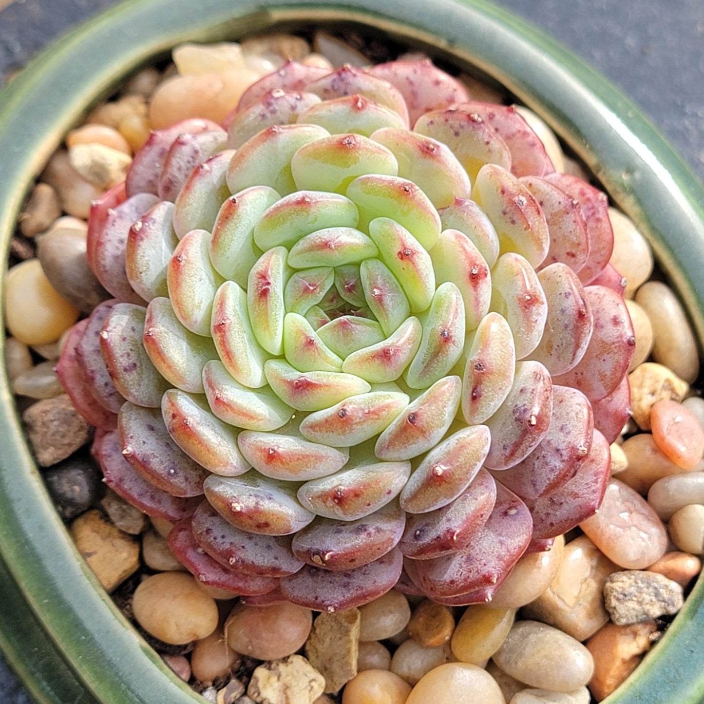 Echeveria 'White Farm'