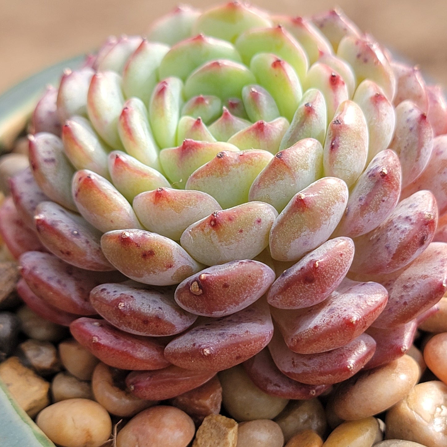 Echeveria 'White Farm'