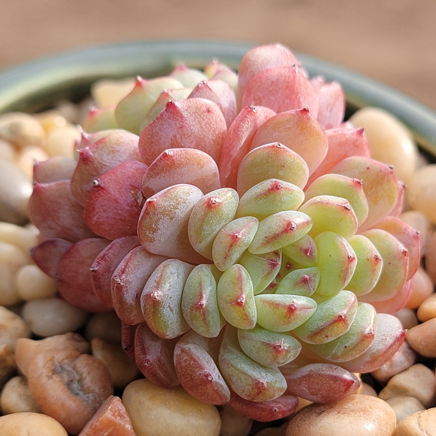 Echeveria 'White Farm'