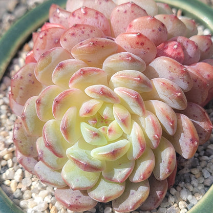 Echeveria 'White Farm'