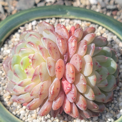 Echeveria 'White Farm'