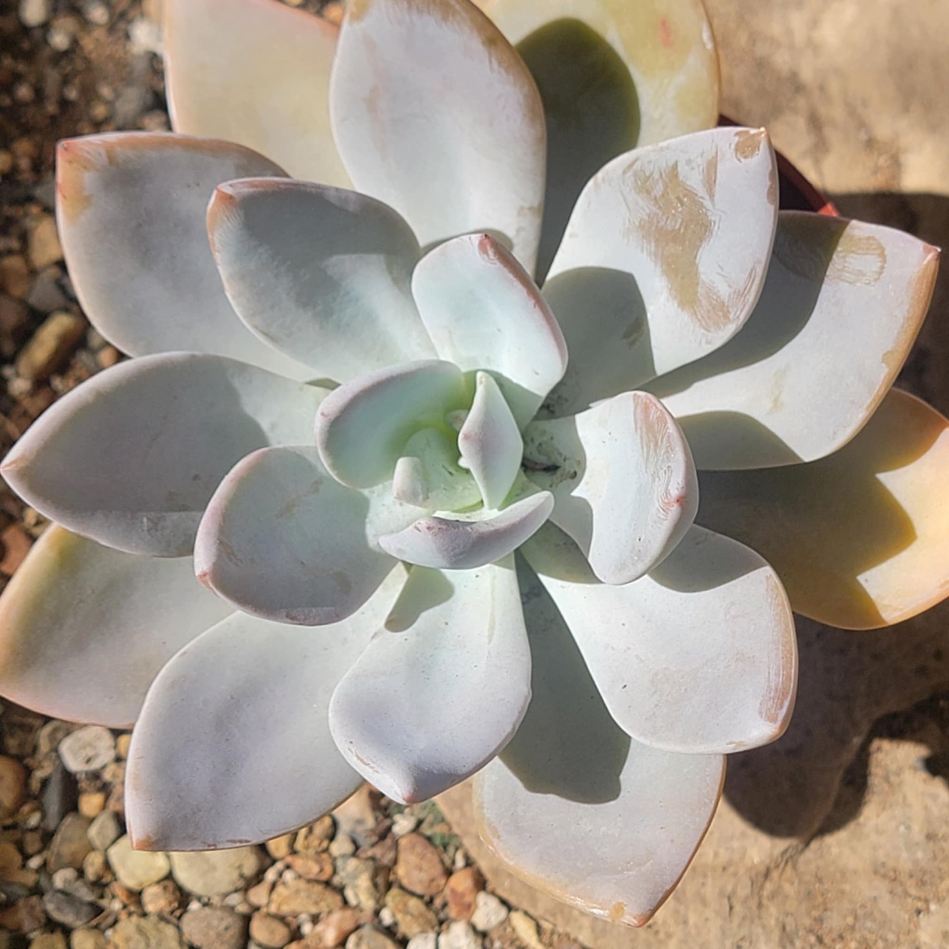 succulents phoenix Echeveria 'White Phoenix' – DesertScapeSucculent