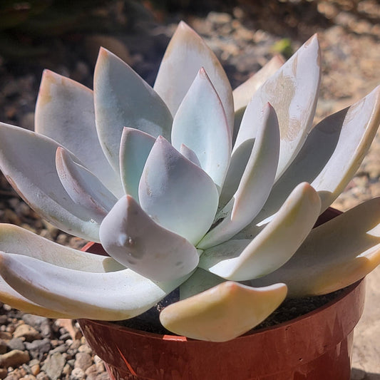 Echeveria 'White Phoenix' - 4 Inch Assorted - Succulent - DesertScapeSucculent