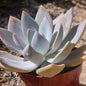 Echeveria 'White Phoenix' - 4 Inch Assorted - Succulent - DesertScapeSucculent
