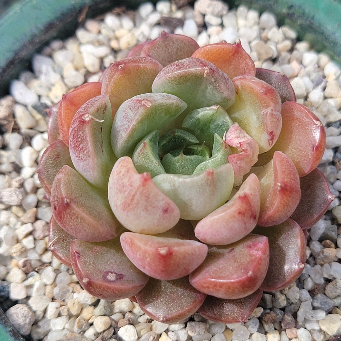 Echeveria 'Wine Peach' Variegated