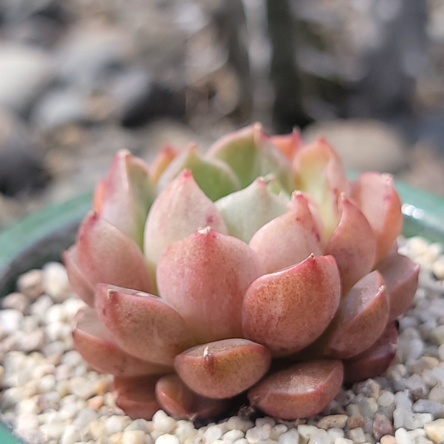 Echeveria 'Wine Peach' Variegated