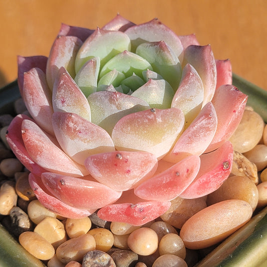 Echeveria Xiao Hua Rong