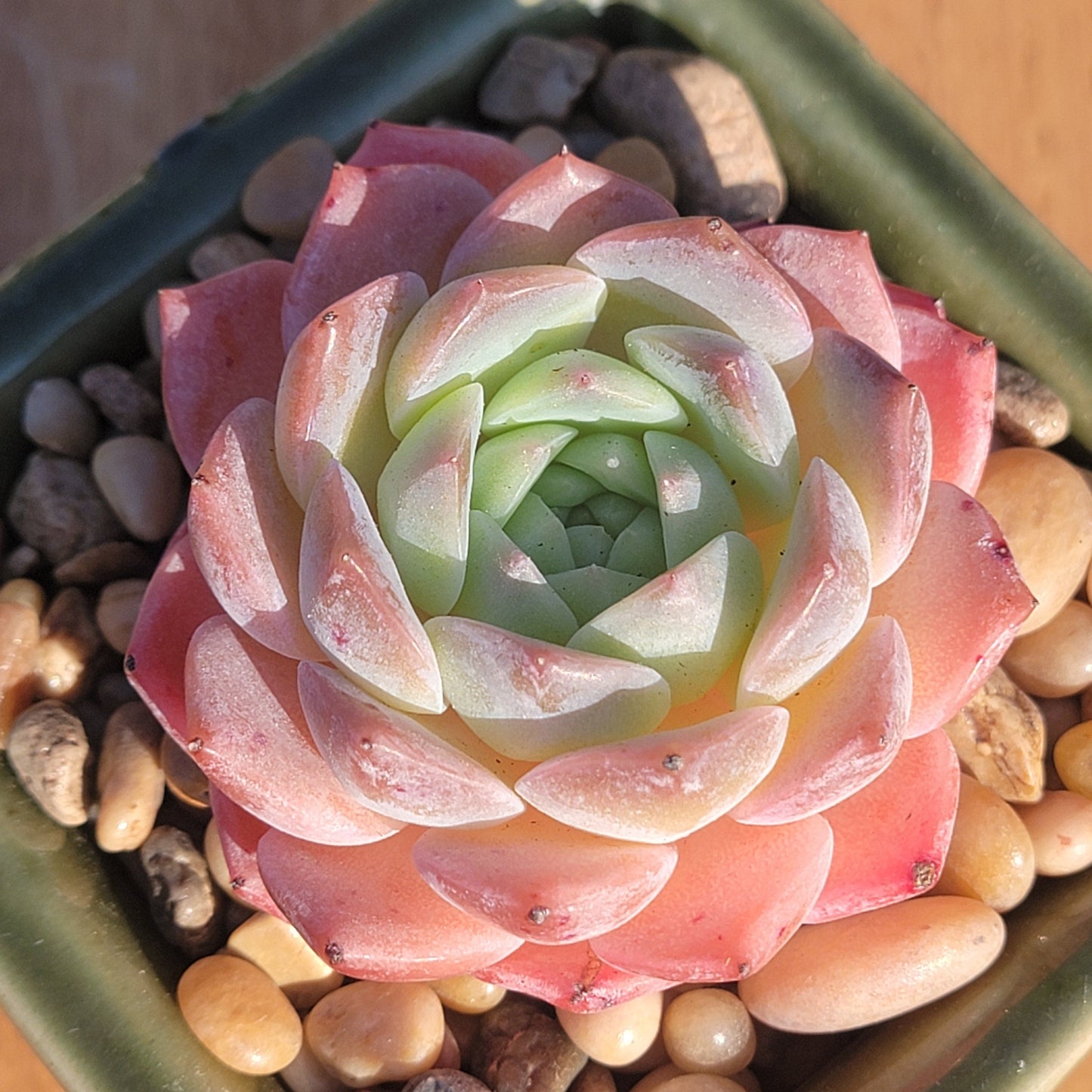 Echeveria Xiao Hua Rong