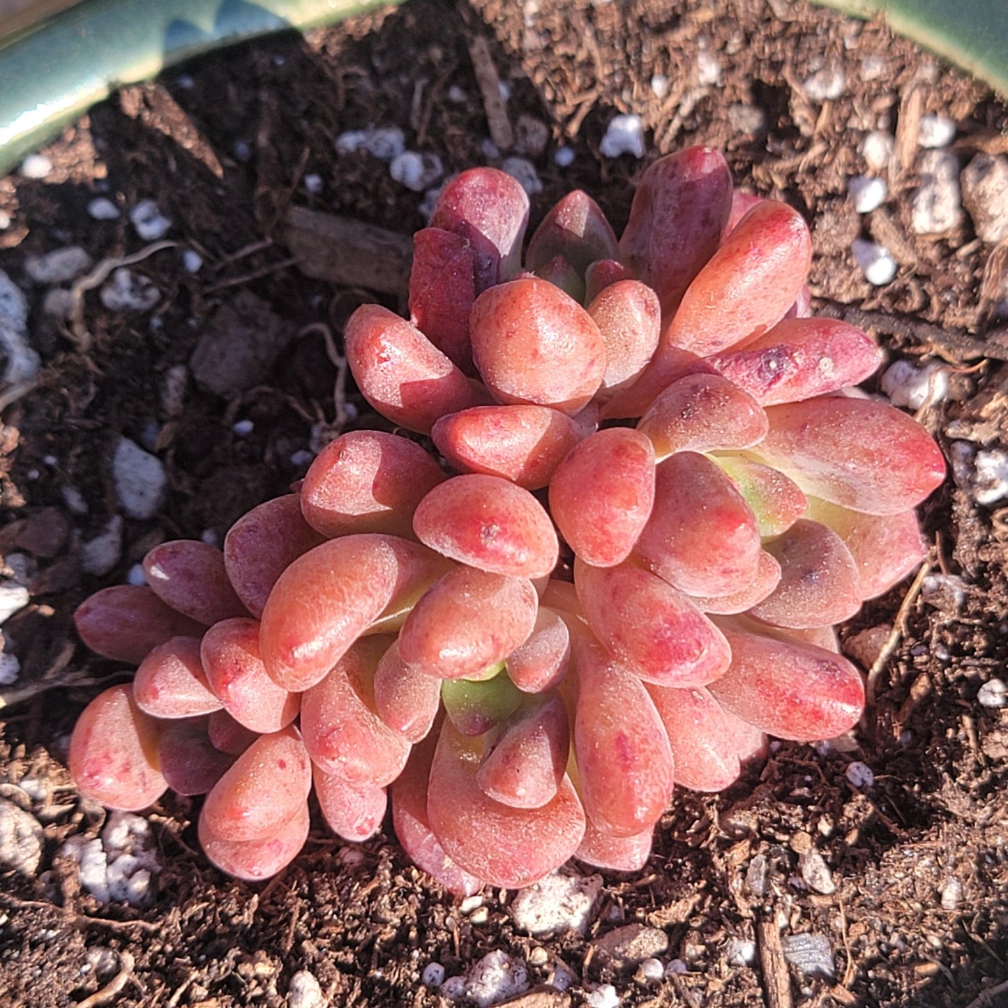 Echeveria 'Xylitol'