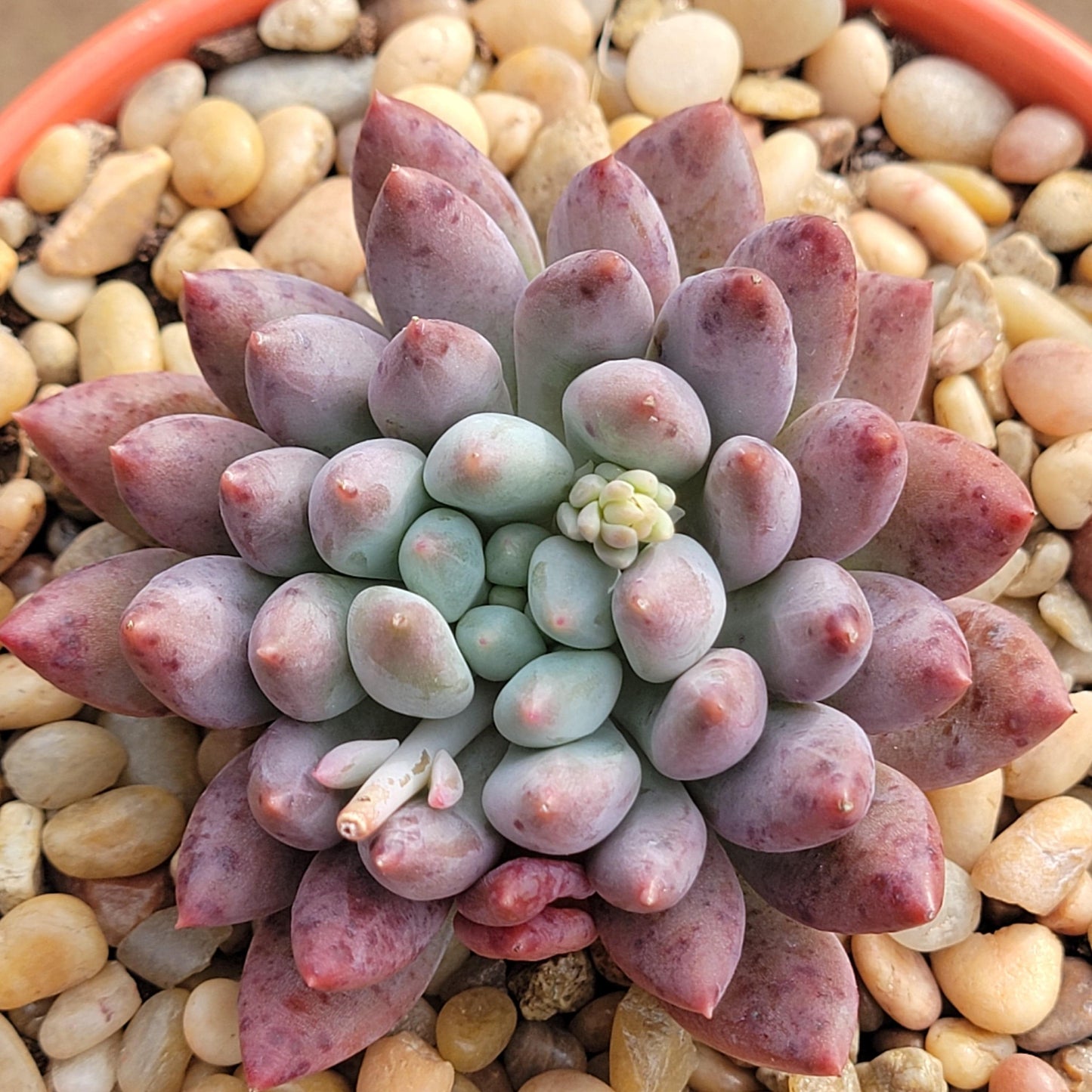 Echeveria 'Yeonji'