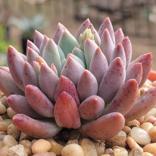 Echeveria 'Yeonji'