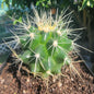 Echinocactus grusonii ‘Golden Barrel Cactus’ - 3.5 Inch Assorted - Cactus - DesertScapeSucculent