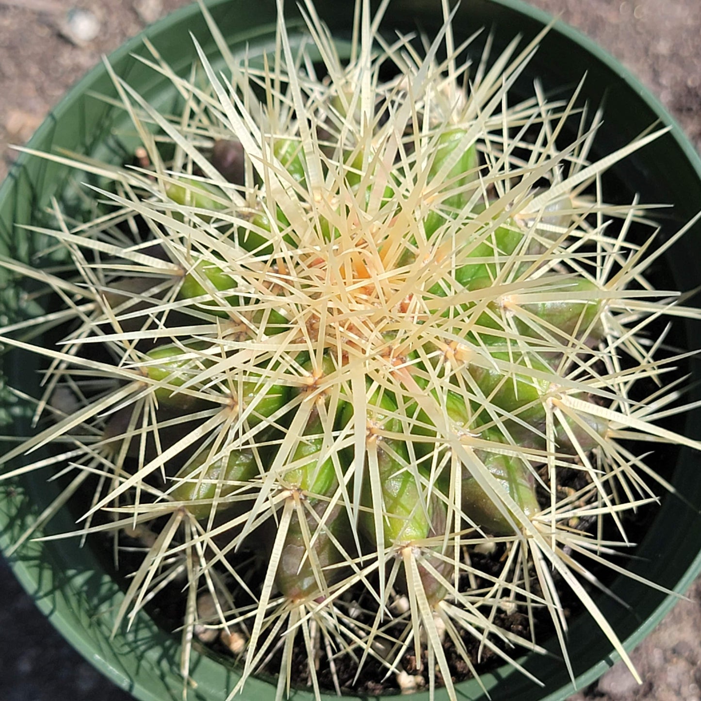 Echinocactus grusonii ‘Golden Barrel Cactus’