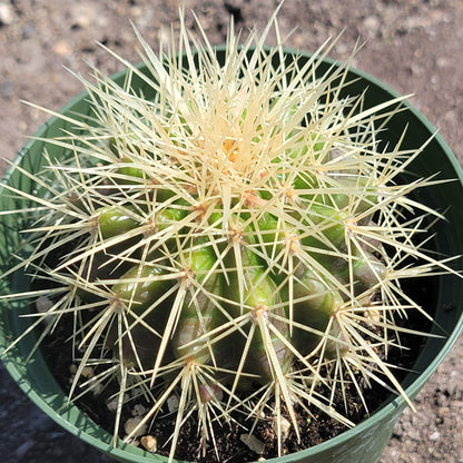 Echinocactus grusonii ‘Golden Barrel Cactus’