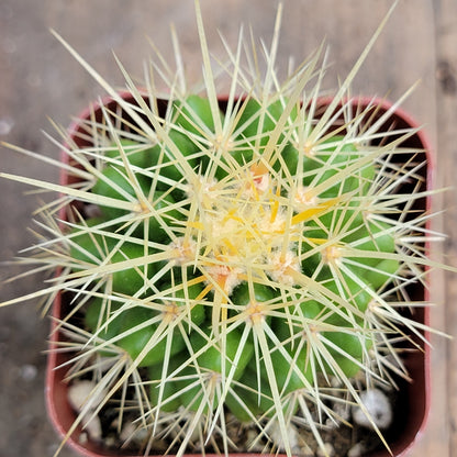 Echinocactus grusonii 'Cactus Baril Doré'