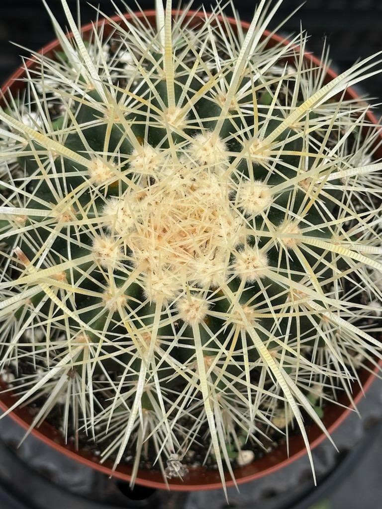 golden barrel succulent Echinocactus grusonii 'Golden Barrel Cactus' – DesertScapeSucculent